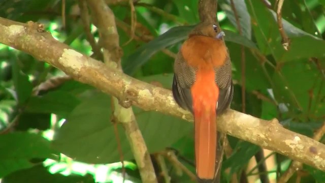 Trogon de Duvaucel - ML200933531