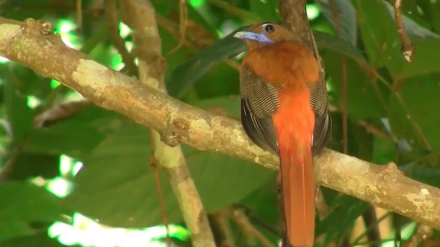 Trogon de Duvaucel - ML200933541