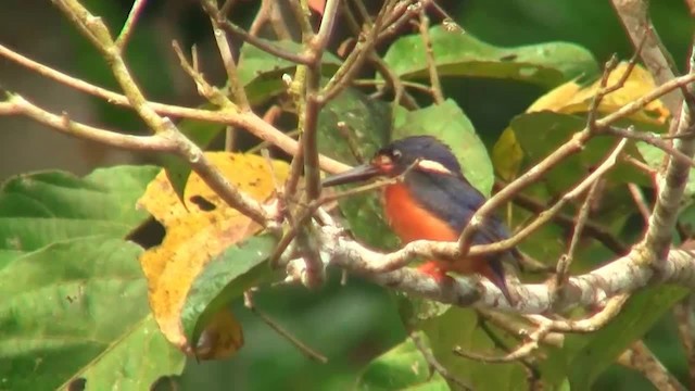 Blue-eared Kingfisher - ML200933551