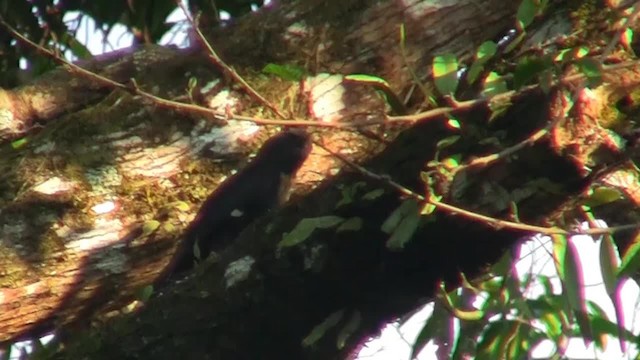 Dusky Broadbill - ML200933591