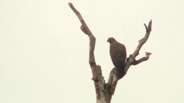 Braunschwanz-Seeadler - ML200933621