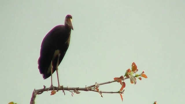 svartkronestork - ML200933681