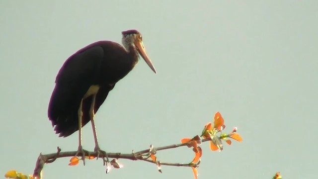 svartkronestork - ML200933691