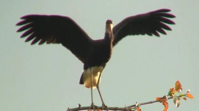 Höckerstorch - ML200933701