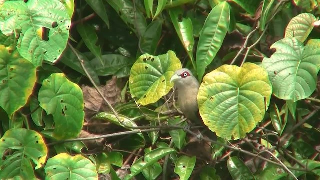 Black-bellied Malkoha - ML200933751