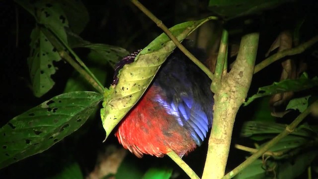 Black-crowned Pitta - ML200933761