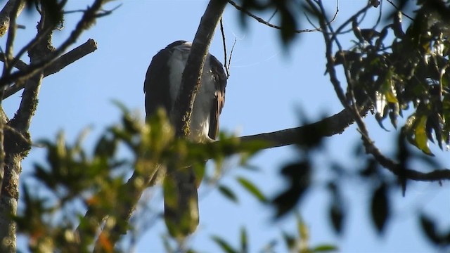 Gray-bellied Hawk - ML200933791