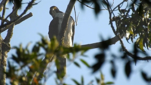 Gray-bellied Hawk - ML200933801