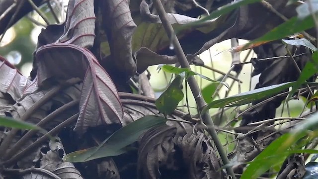 Ochre-rumped Antbird - ML200933841