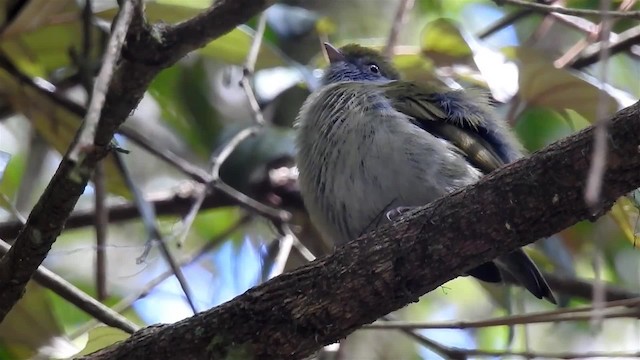 Pin-tailed Manakin - ML200933881