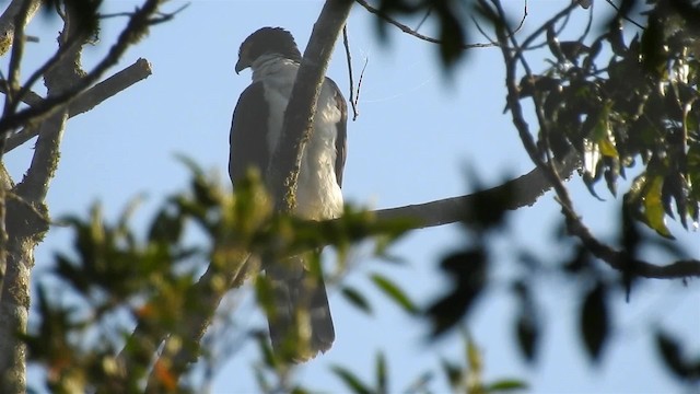 Gray-bellied Hawk - ML200933901