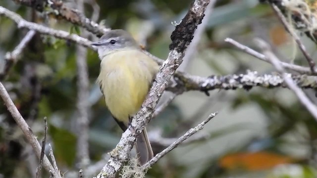 Planalto Tyrannulet - ML200933951