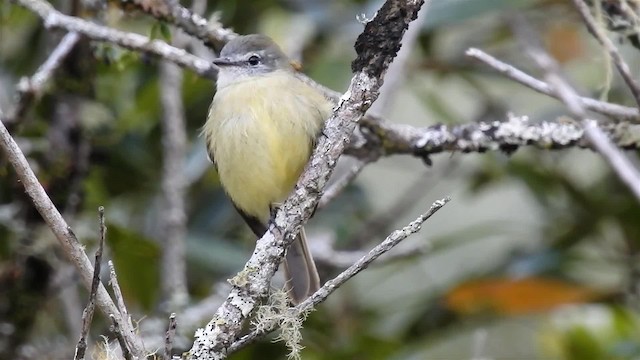 Planalto Tyrannulet - ML200933961