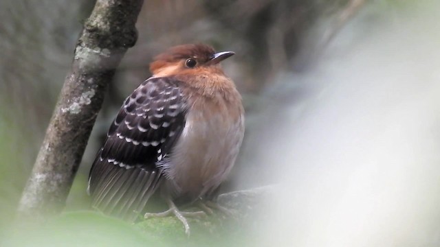 Pavonine Cuckoo - ML200934021