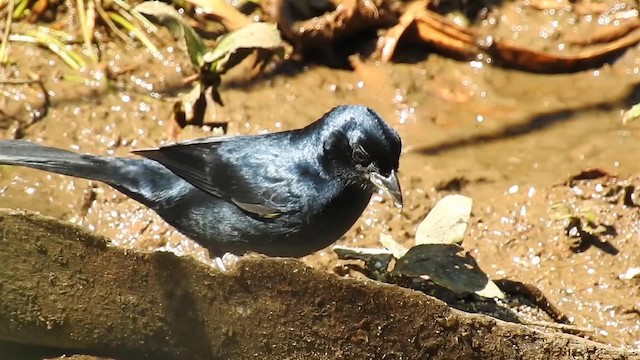 Ruby-crowned Tanager - ML200934061