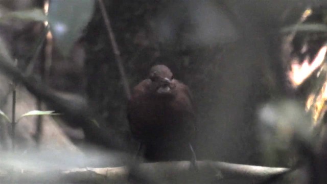 Sclérure à poitrine rousse (scansor) - ML200934081