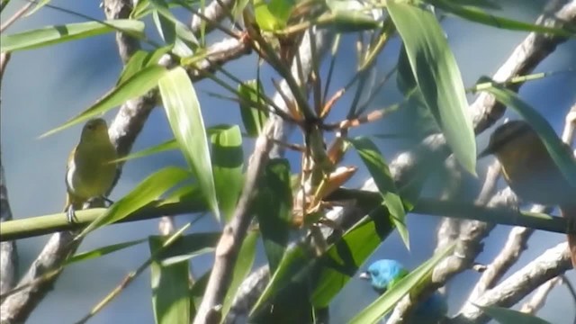 Rufous-headed Tanager - ML200934091