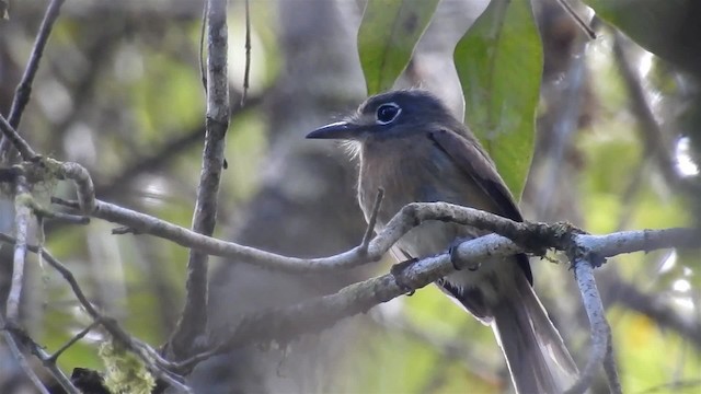 Zügelfaulvogel - ML200934141