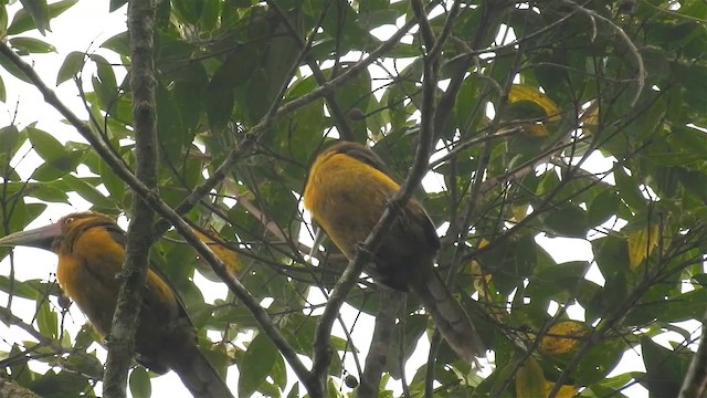 Saffron Toucanet - ML200934151