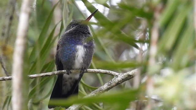 kolibřík safírový (ssp. lactea/zimmeri) - ML200934161
