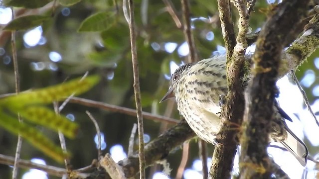 Sharpbill - ML200934261