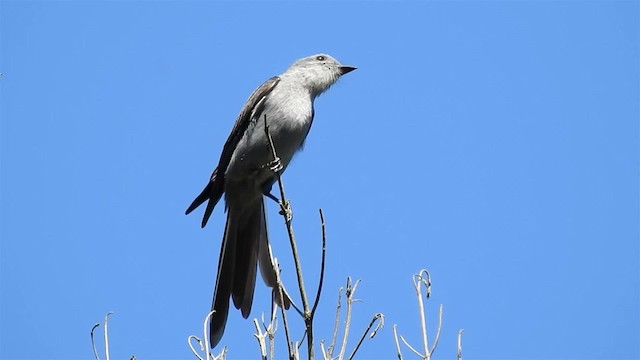 Shear-tailed Gray Tyrant - ML200934271