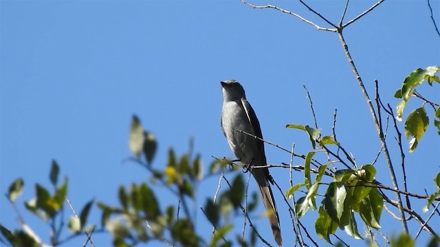 Shear-tailed Gray Tyrant - ML200934281