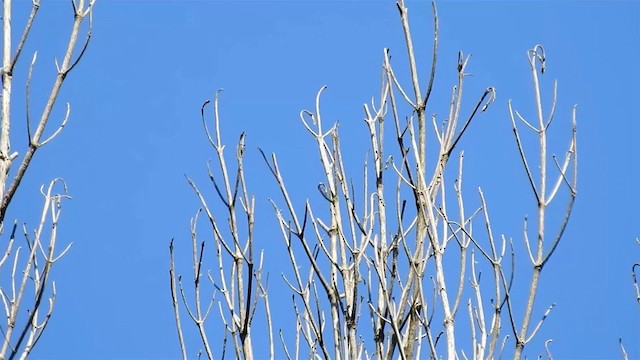 Shear-tailed Gray Tyrant - ML200934291