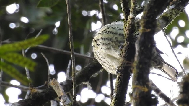 Oxyrhynque huppé - ML200934361