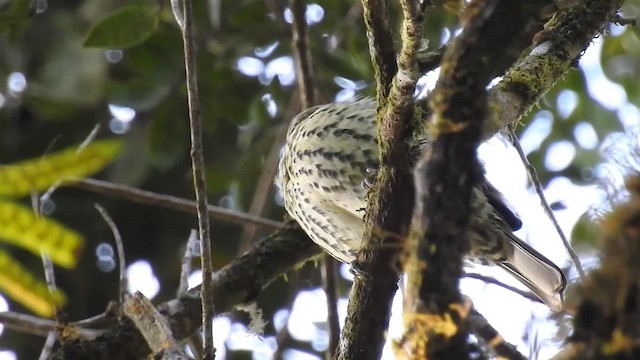 Sharpbill - ML200934431