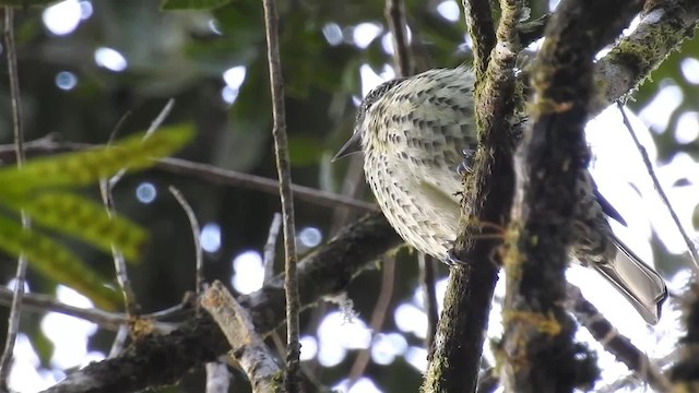 Sharpbill - ML200934441