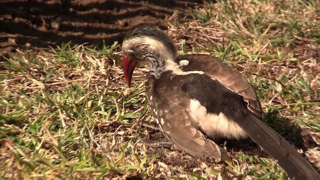 Southern Red-billed Hornbill - ML200934481