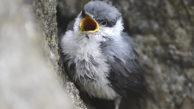 Sittelle de Neumayer - ML200934501