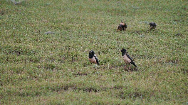 Rosy Starling - ML200934521