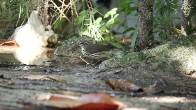 Northern Waterthrush - ML200934541