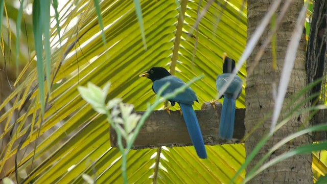 Yucatánblaurabe - ML200934561