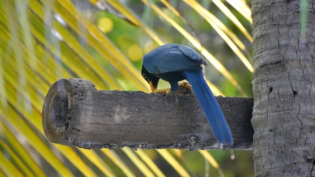 Yucatan Jay - ML200934571