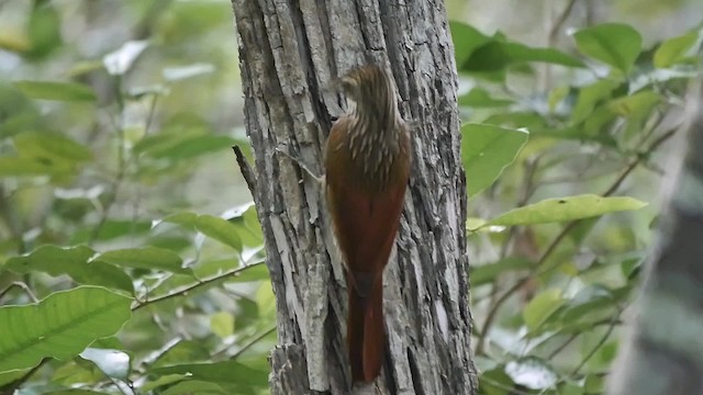 Ivory-billed Woodcreeper - ML200934581