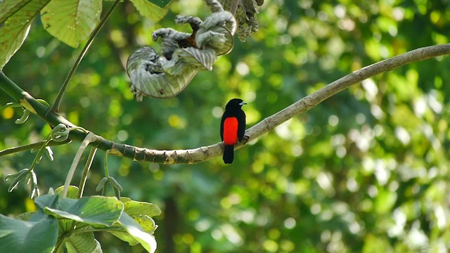 Scarlet-rumped Tanager (Passerini's) - ML200934591