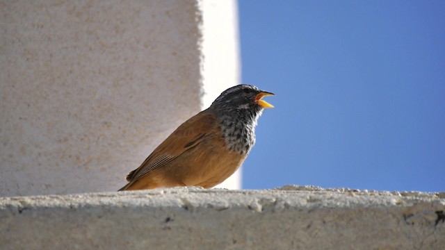 House Bunting - ML200934631