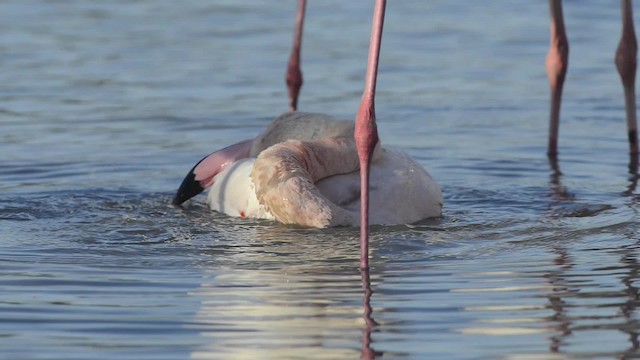 Greater Flamingo - ML200934741