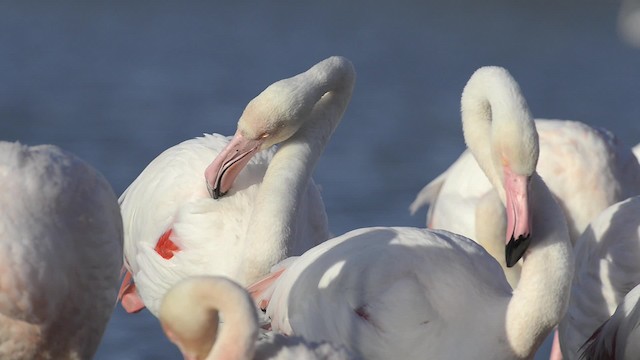 Greater Flamingo - ML200934751