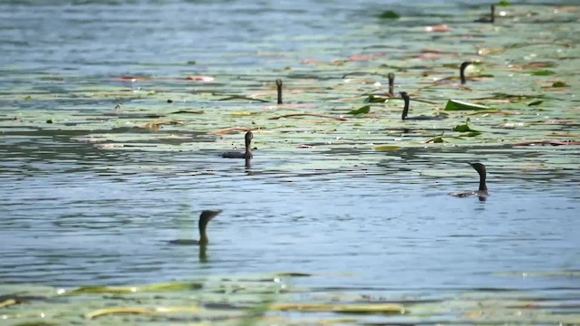 Pygmy Cormorant - ML200934791