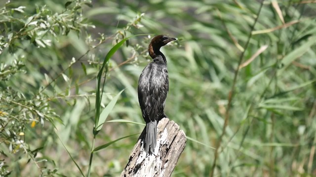 Pygmy Cormorant - ML200934801