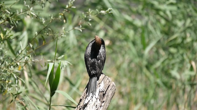 Pygmy Cormorant - ML200934811