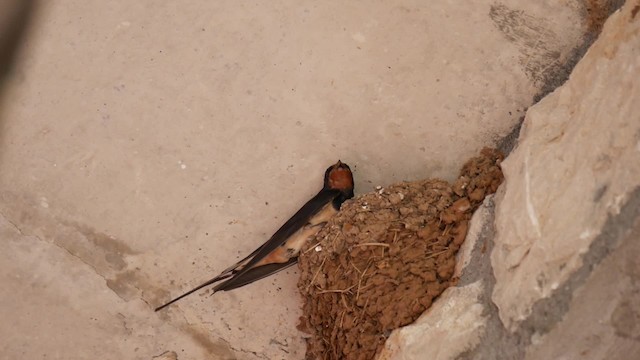 Barn Swallow (White-bellied) - ML200934841
