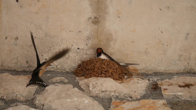 Barn Swallow (White-bellied) - ML200934851