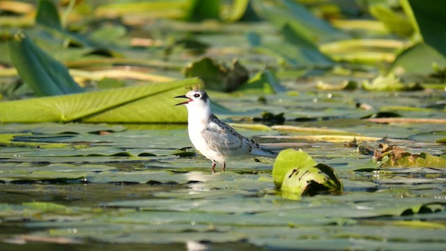 Whiskered Tern - ML200934861