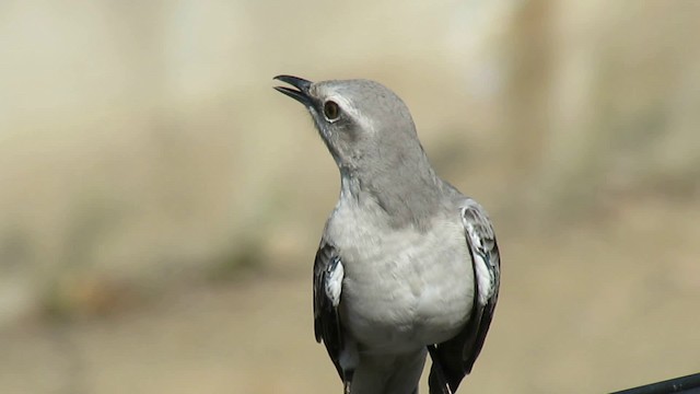 Tropical Mockingbird - ML200934991