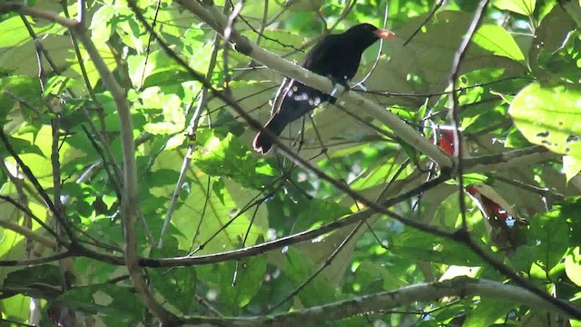 Yellow-billed Cacique - ML200935061